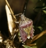 Dolycoris baccarum Dolycoris baccarum