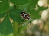 Eurydema ornata