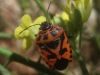 Eurydema ventralis