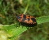 Eurydema ventralis