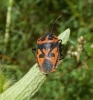 Eurydema ventralis