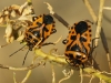 Eurydema ventralis