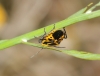 Eurydema ventralis