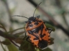 Eurydema ventralis