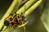 Eurydema ventralis