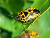 Eurydema ventralis