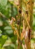 Eurydema ventralis
