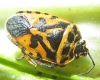 Eurydema ventralis