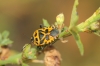Eurydema ventralis
