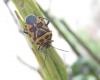 Eurydema ventralis