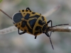 Eurydema ventralis