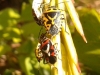 Eurydema ventralis