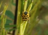 Eurydema ventralis