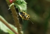 Eurydema ventralis