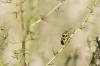 Eurydema ventralis