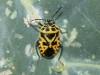 Eurydema ventralis