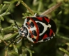 Eurydema ornata