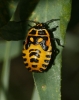 Eurydema ornata