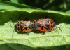 Eurydema ventralis