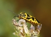 Eurydema ventralis