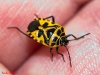 Eurydema ventralis