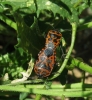 Eurydema ventralis