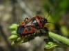 Eurydema ventralis