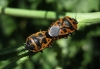 Eurydema ventralis