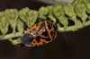 Eurydema ventralis