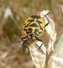 Eurydema ventralis