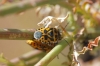 Eurydema ventralis
