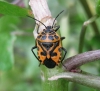 Eurydema ventralis