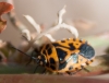 Eurydema  ventralis