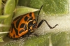 Eurydema ventralis