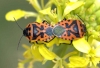 Eurydema ventralis