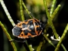 Eurydema ventralis