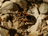 Eurydema ventralis