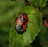 Eurydema ventralis