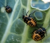 Eurydema ventralis