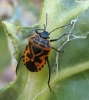 Eurydema ventralis