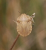 Eurygaster cf. austriaca