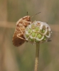 Eurygaster cf. austriaca