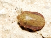 Eurygaster dilaticollis Eurygaster dilaticollis