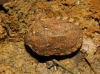 Eurygaster maura