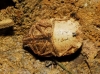 Eurygaster maura