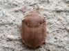 Eurygaster maura