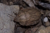 Eurygaster austriaca