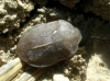 Eurygaster austriaca Eurygaster austriaca