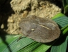Eurygaster austriaca
