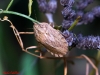 Eurygaster cf. testudinaria Eurygaster cf. testudinaria